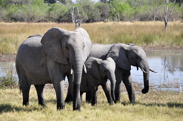 Afrikanischer Elefant - Steckbrief - Elefant | Tierwissen.net