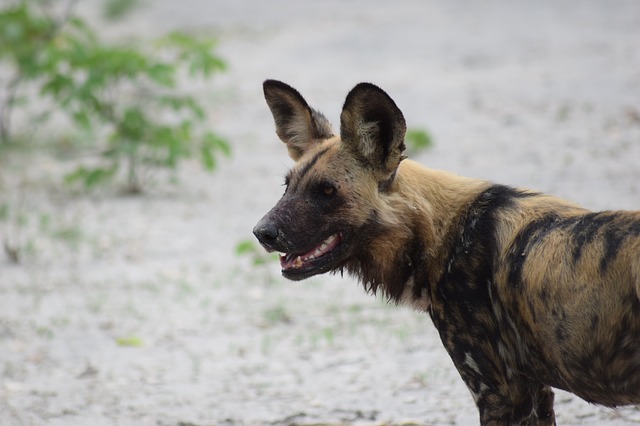 Afrikanischer Wildhund
