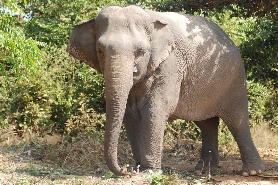 Asiatischer Elefant - Steckbrief - Elefant | Tierwissen.net