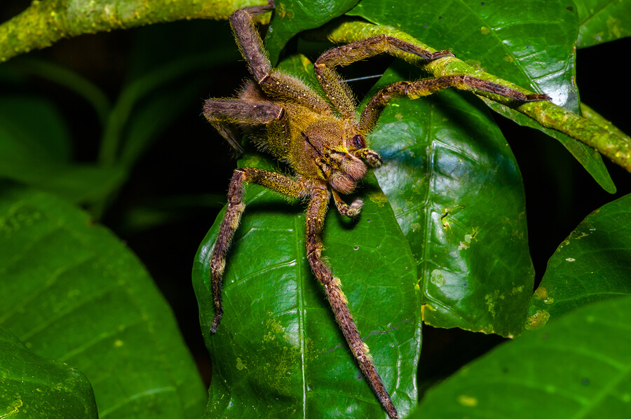 Brasilianische Wanderspinne - Bananenspinne - Spinne | Tierwissen.net