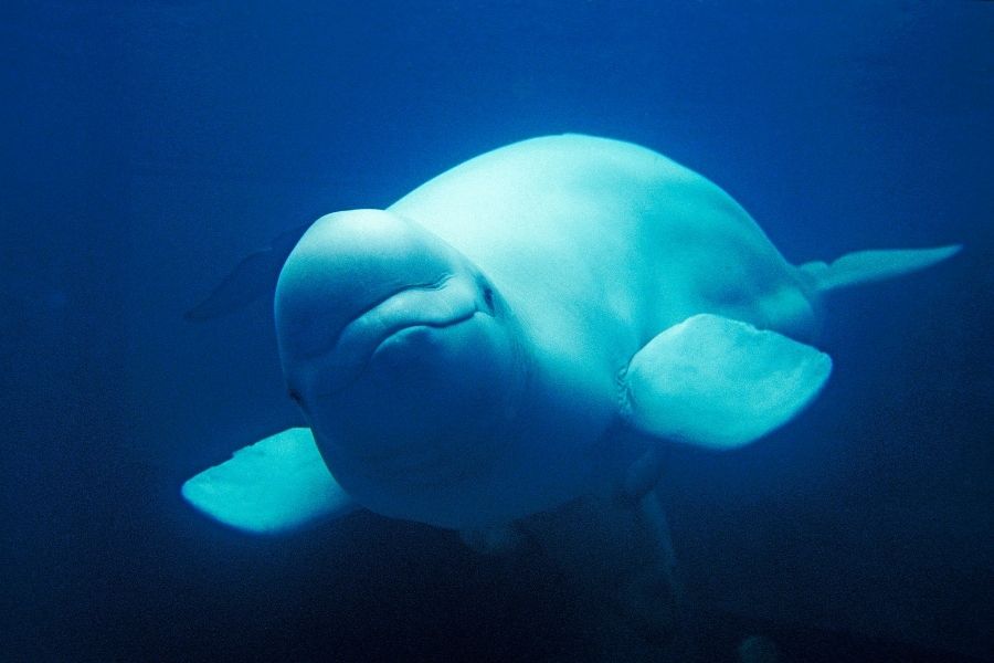 Belugawal - Weißwal - Wal | Tierwissen.net