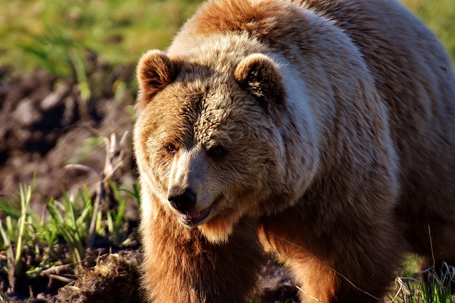 Braunbär