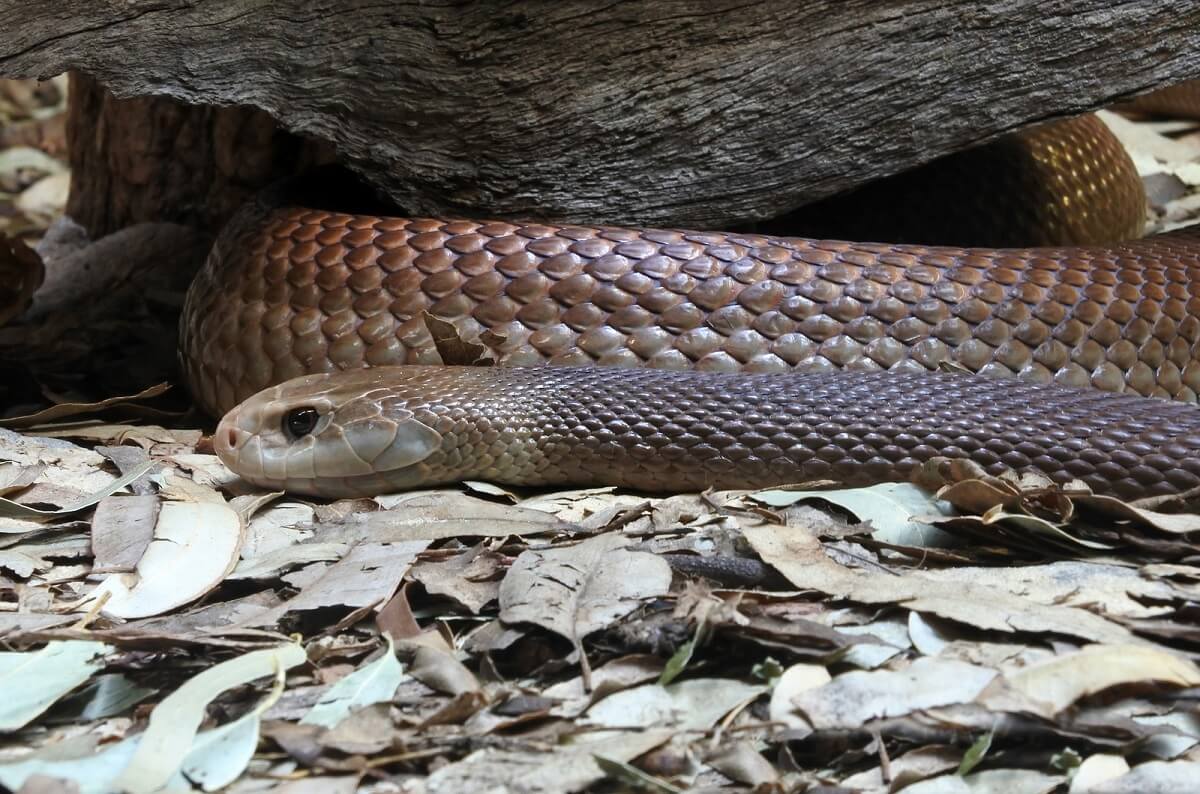 Östliche Braunschlange - Eastern Brown Snake - Schlange | Tierwissen.net