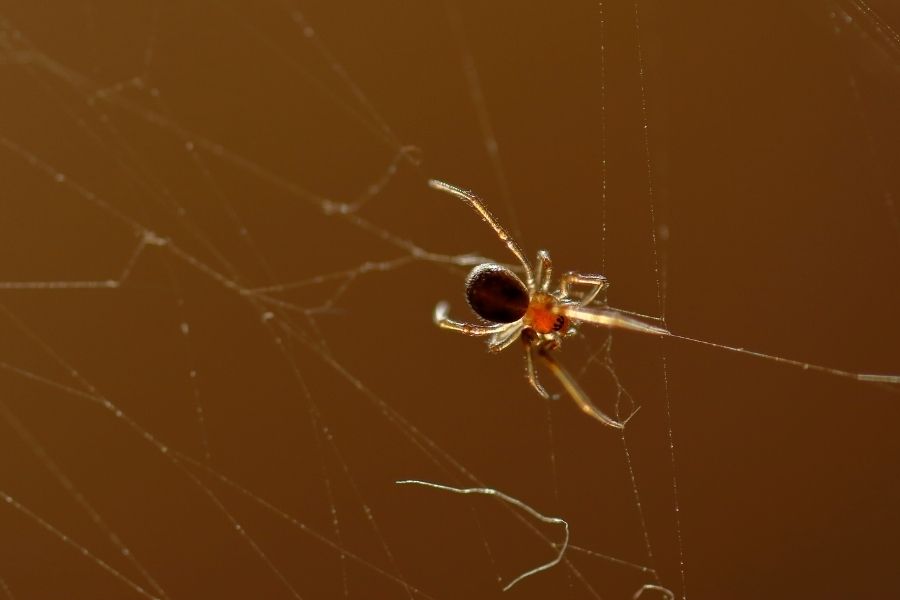 Chilenische Winkelspinne