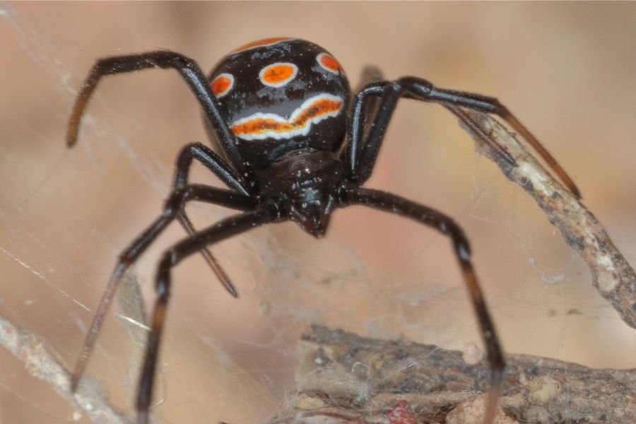 Europäische Schwarze Witwe Europäische Schwarze Witwe