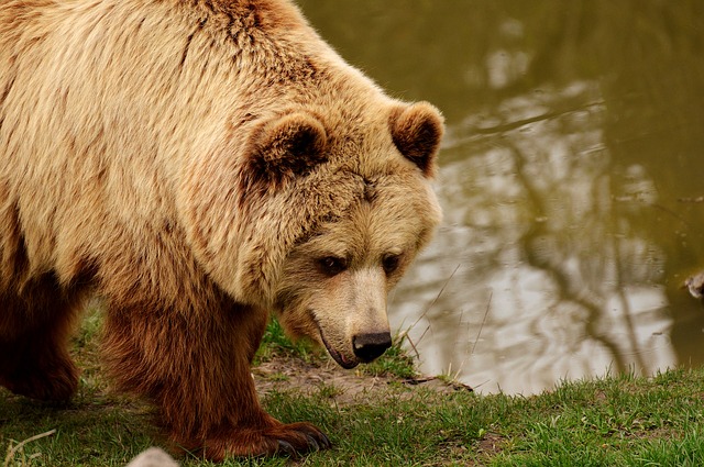 Europäischer Braunbär - Eurosischer Braunbär - Bär | Tierwissen.net