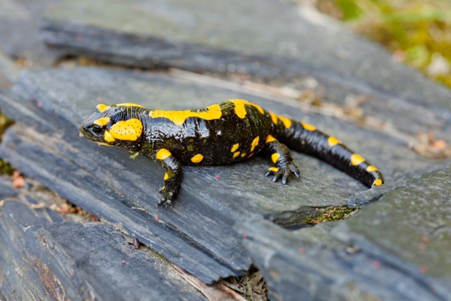Feuersalamander - Steckbrief, Gift & mehr - Salamander | Tierwissen.net