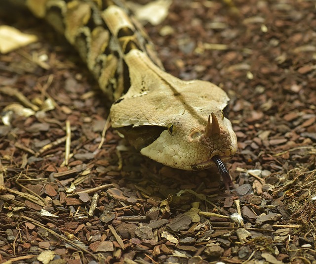 Östliche Gabunviper