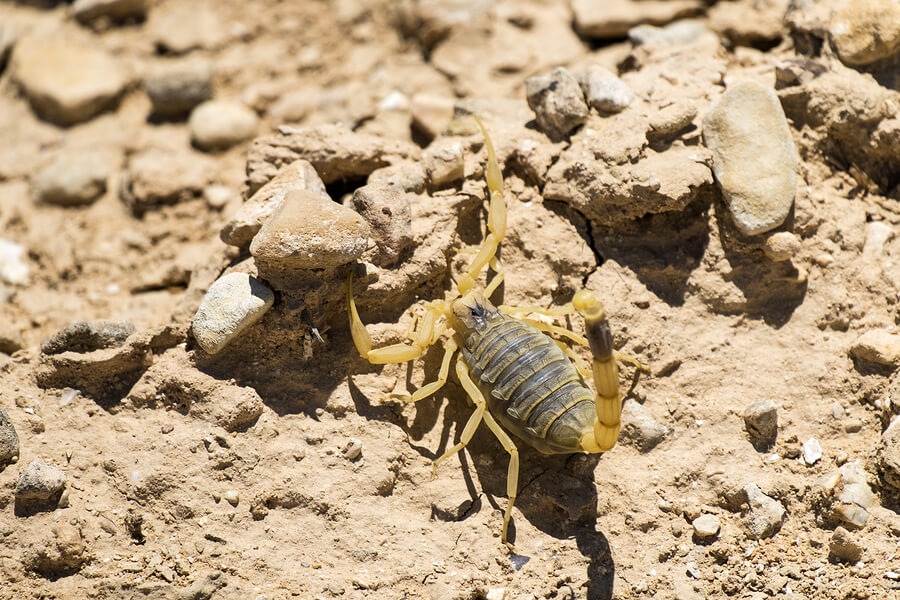 Gelber Mittelmeerskorpion - Deathstalker - Skorpion | Tierwissen.net