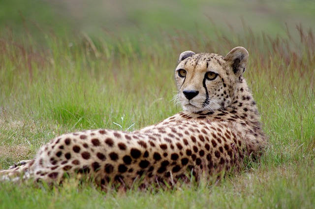 Gepard