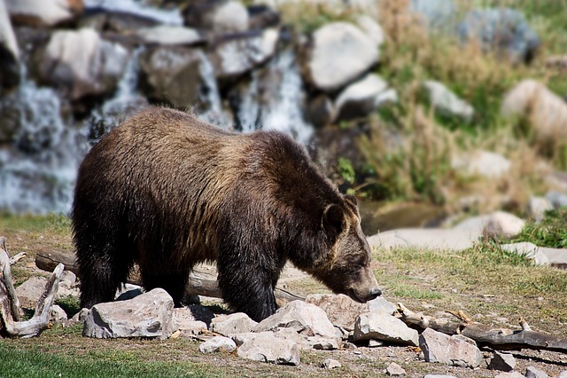 Grizzlybär - Steckbrief - Bär | Tierwissen.net