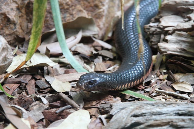 Inlandtaipan - Steckbrief, Gift & mehr - Schlange | Tierwissen.net