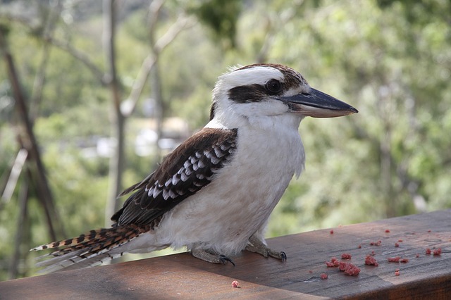 Jägerliest - Steckbrief - Vogel | Tierwissen.net