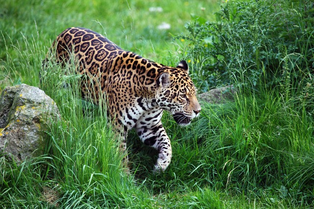 Jaguar - Steckbrief - Jaguar | Tierwissen.net
