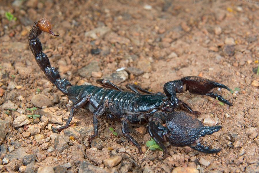 Kaiserskorpion Kaiserskorpion
