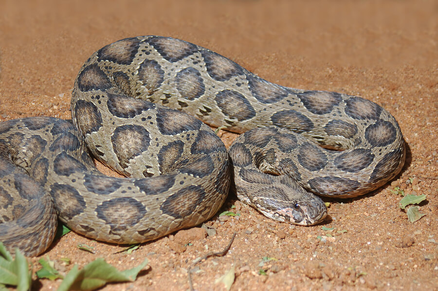 Kettenviper - Steckbrief, Gift & mehr - Schlange | Tierwissen.net