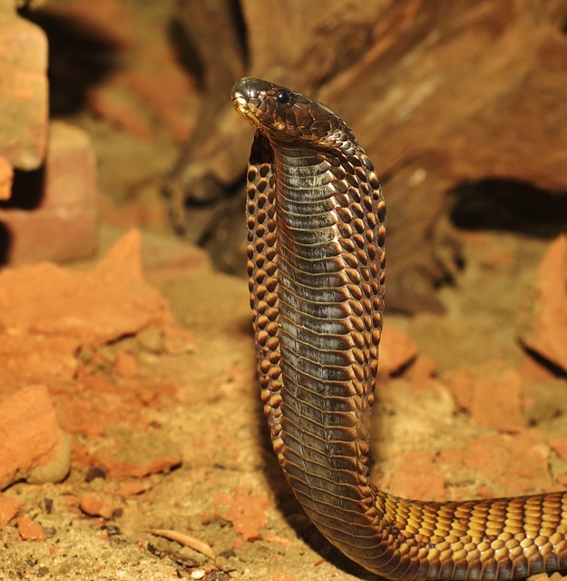 Die Giftigsten Schlangen In Asien Rangliste Tierwissen