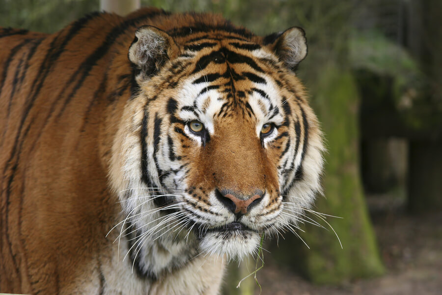 Königstiger - Bengalischer Tiger - Tiger | Tierwissen.net