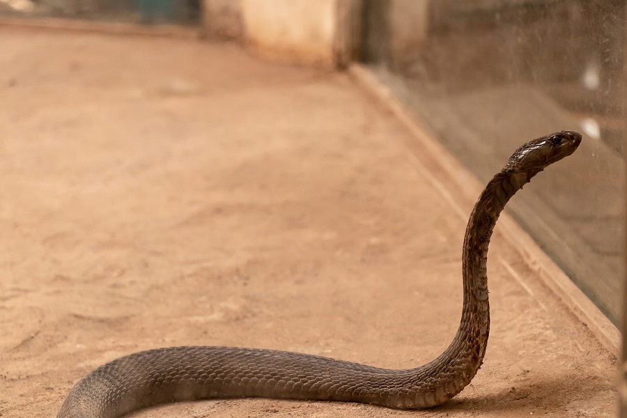 Die Giftigsten Schlangen In Asien Rangliste Tierwissen