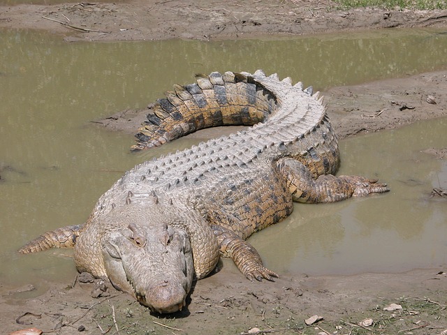 Leistenkrokodil - Salzwasserkrokodil - Krokodil | Tierwissen.net