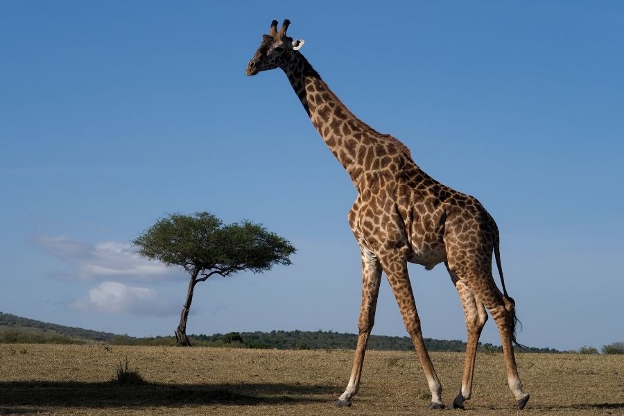 Massai-Giraffe