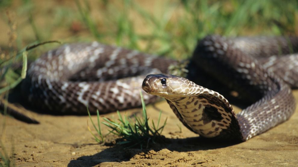 Brillenschlange - Südasiatische Kobra - Schlange | Tierwissen.net