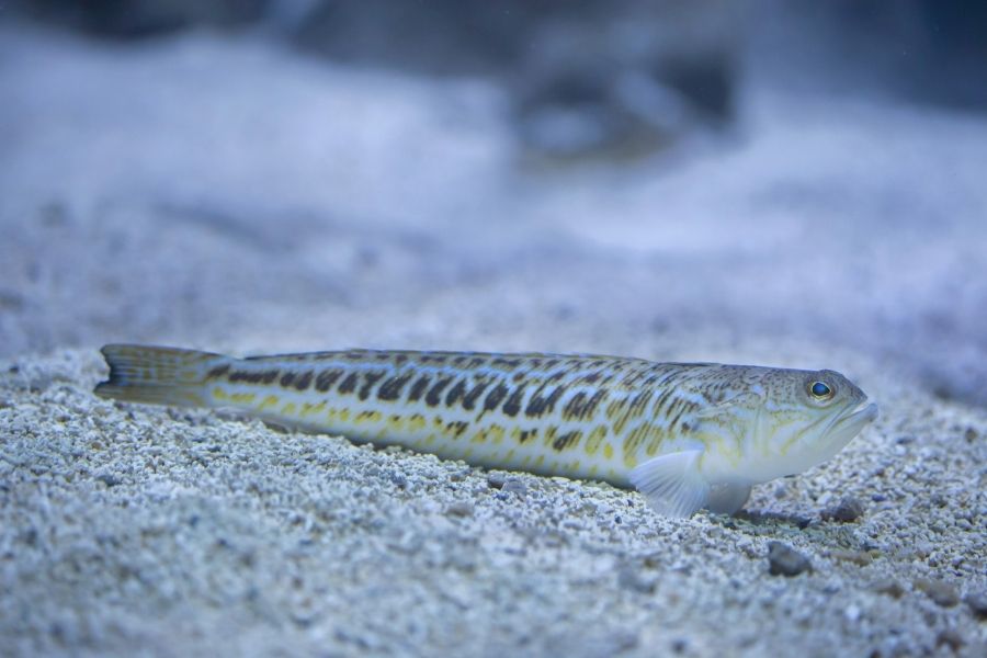 Petermännchen Petermännchen