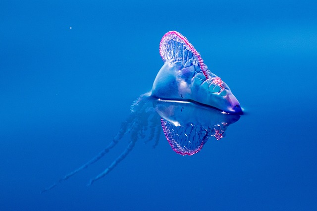 Portugiesische Galeere Bluebottle Tierwissen Portugiesische Galeere Bluebottle Tierwissen