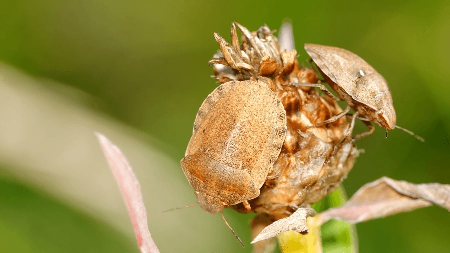 Raubwanze - Assassin Bug - Insekt | Tierwissen.net