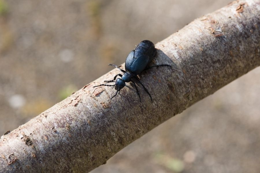 Schwarzblauer Ölkäfer