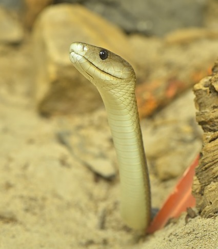 Schwarze Mamba