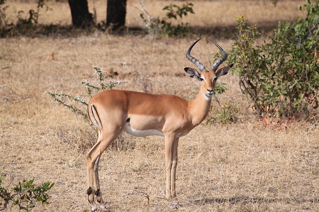 Schwarzfersenantilope