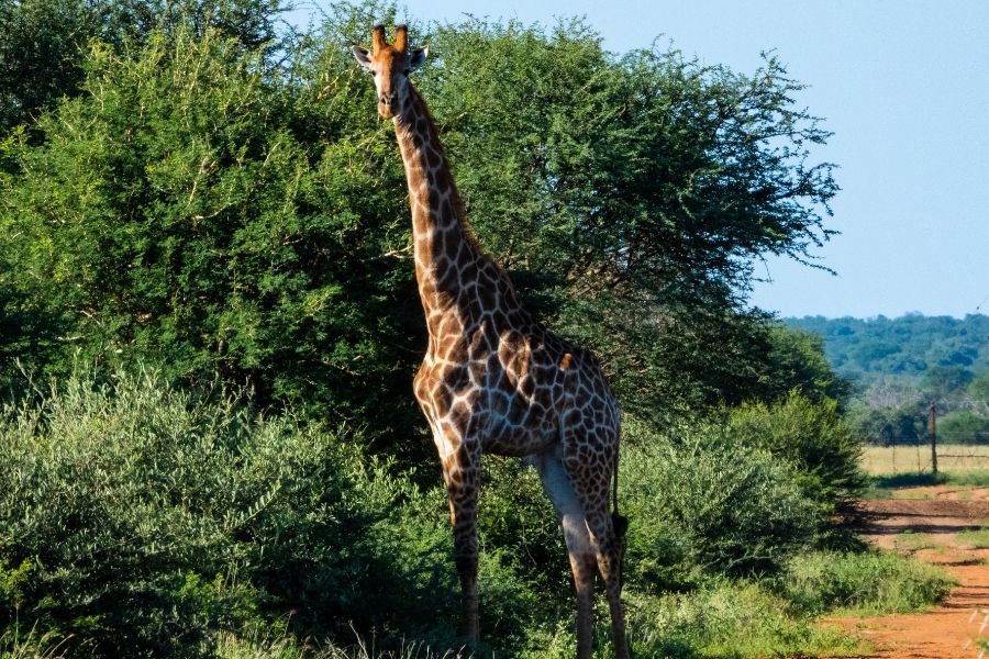 Süd-Giraffe - Steckbrief - Giraffe | Tierwissen.net