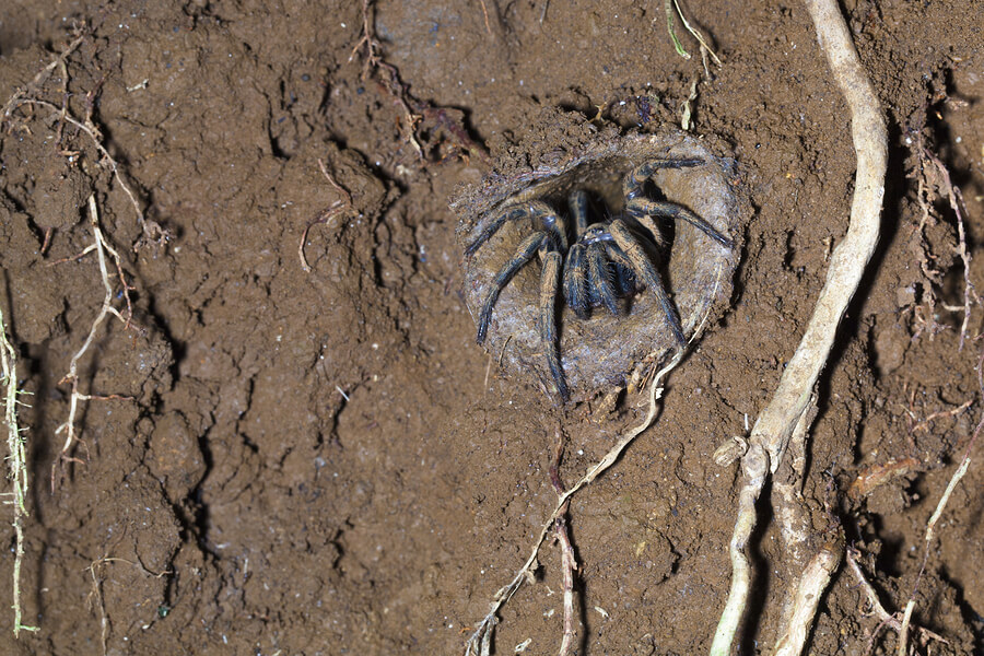 Sydney-Trichternetzspinne - Steckbrief, Gift & mehr - Spinne | Tierwissen.net