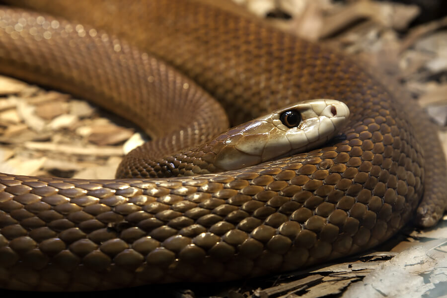 Östlicher Taipan - Küstentaipan - Schlange | Tierwissen.net