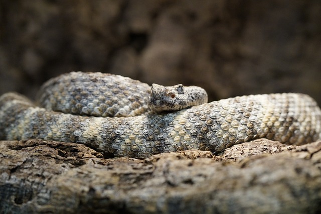 Texas-Klapperschlange - Steckbrief, Gift & mehr - Schlange | Tierwissen.net