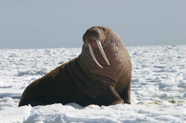 Walross - Steckbrief - Walross | Tierwissen.net