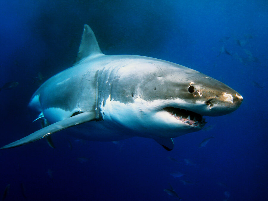 Weißer Hai - Steckbrief - Hai | Tierwissen.net