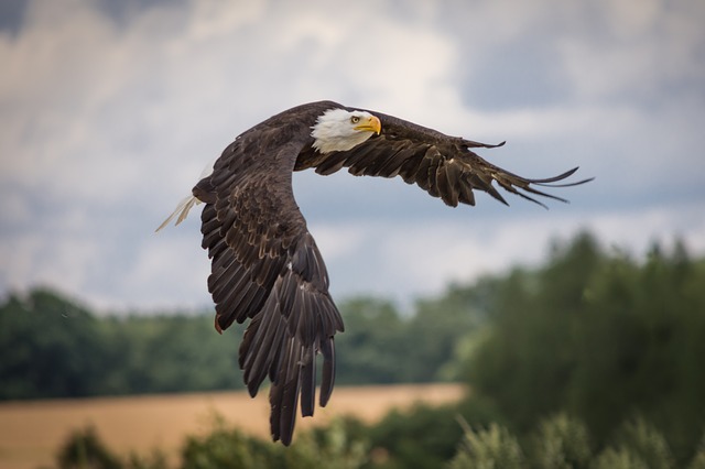 Weißkopfseeadler