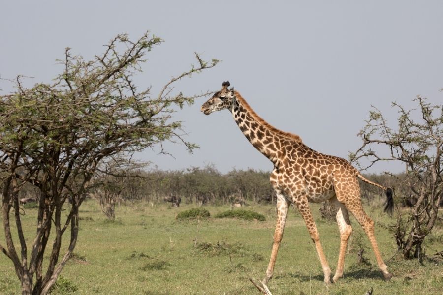Westafrikanische Giraffe